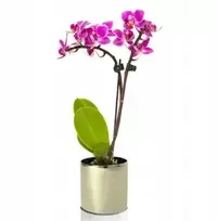Auksinis veidrodinis gėlių vazono dangtelis, cilindro formos, 16 cm