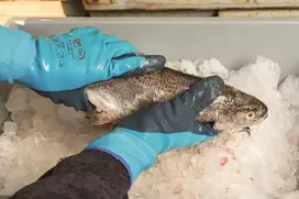 Aqua Guard vandeniui atsparumo darbo pirštinės, dydis 9/l