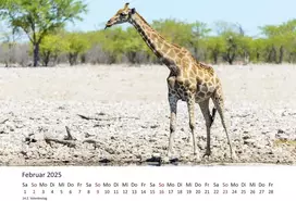 Edition Seidel Premium kalendorius Fascination Giraffes 2025 formatas Din A3 sieninis kalendorius gyvūnų kalendorius Afrika Pietų Afrika Kenija Serengeti stepė savana žirafa bulius karvės laukiniai gyvūnai