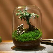 Vase, Plant Vases, Clear Transparent Glass Terrarium, for Ornament brown