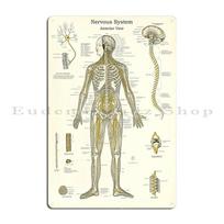 Nervų sistemos anatomijos plakatas Medicininis Chiropraktinis Metalinis ženklas Klubas Baras Kino klubas Individualus skardinis plakatas 30x40cm(11.8x15.7inch)
