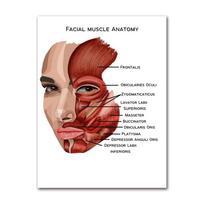 Detalus raumenų anatomijos medicininės dailės plakatas, drobės tapyba, sienos spaudinys, rėmas, namų dekoras, veidas, žmogaus oda 30X40CM No Framed