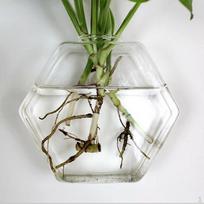 Glass Vase Flower Pot Fish Tank Terrarium Wall Hanging Pots 13cm