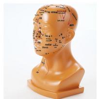 20 cm akupunktūros taškų veido masažo modelis tradicinės kinų medicinos mokymui brown