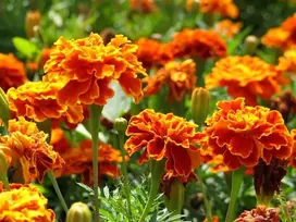 Serenčių 'bolero' sėklos - Tagetes patula nana -