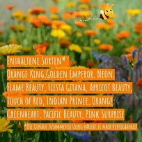 Biobalu Sunshine Medetkų Sėklų Mišinys – Spalvinga Gėlių Pieva su Daugiau Nei 7 Skirtingomis Calendula Veislėmis – Sėklų Festivalis ir Bitėms Draugiški Vasaros Žiedai, Gėlių Sėklos 20 g