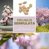 Japoniška dekoratyvinė vyšnia/žiedinė vyšnia 10 sėklų/pakelis (prunus serrulata) – rožinė gėlių svajonė sode