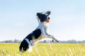 Playfulspirit Šokinėjantis guminis kamuolys su nelygiu paviršiumi – puikus kramtomasis žaislas dygstantiems šuniukams ir puikus žaislas mažesniems ir vidutinio dydžio šunims žaisti, gaudyti ir atnešti – smagios pramogos garantuotos (oranžinis)