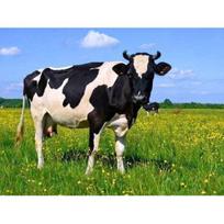 5D „pasidaryk pats“ deimantinis piešimas Karvės kryželiu Siuvinėti visą kvadratinį/apvalų grąžtą Deimantinis siuvinėjimas Gyvūnų Kalnų krištolas Nuotraukos Rankdarbiai Dovana Full Square 20X30CM įvairiaspalvis