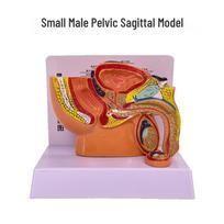 Female Pelvic Anatomy Model: Sagittal Reproductive System Cross-section for Teaching