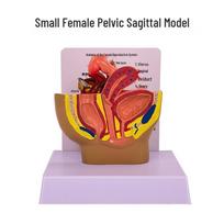 Female Pelvic Anatomy Model: Sagittal Reproductive System Cross-section for Teaching