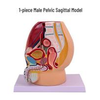 Female Pelvic Anatomy Model: Sagittal Reproductive System Cross-section for Teaching