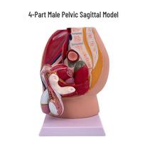 Female Pelvic Anatomy Model: Sagittal Reproductive System Cross-section for Teaching