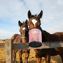 Adjustable Horse Feeding Bag Leak-Proof Hay Feeder Tote Portable Horse Feed Bag  Training L rožinė