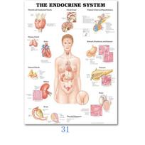 Mokslas Sienų menas Raumenų sistema Žmogaus anatomija Diagrama Medicininis išsilavinimas HD aliejus ant drobės Plakatai ir spaudiniai Namų dekoras be rėmelio 30*40cm No Frame