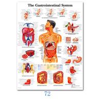 Mokslas Sienų menas Raumenų sistema Žmogaus anatomija Diagrama Medicininis išsilavinimas HD aliejus ant drobės Plakatai ir spaudiniai Namų dekoras be rėmelio 21*30cm No Frame white