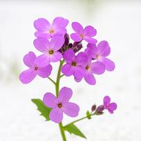 600 lady's finger sėklų (Hesperis matronalis)