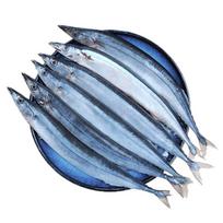 Frozen Premium Pacific Saury (1kg)