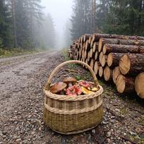Pintinė su tamsiomis juostomis