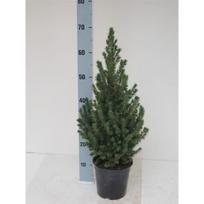 Lauko augalas baltoji eglė, Ø 23, 90 cm, lot. PICEA GLAUCA CONICA