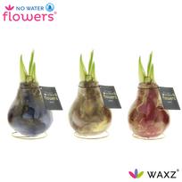 Svogūninis augalas vaškuotas amarilis, 2 stiebai, Ø 15, 15 cm, Amaryllis Wax