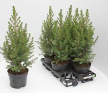 Baltoji eglė CONICA, Ø 9, 30 cm, lot. PICEA GLAUCA CONICA