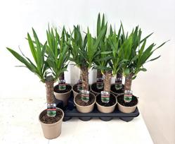 Kambarinis augalas juka, vazonėlio skersmuo 14 cm