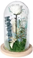 Tikra amžina rožė kupole Xl 29cm Balta