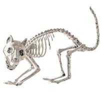 Helovino skeletas gyvūno dekoracija baisus katės/šuns/paukščio/žiurkės/ožkos galvos plastikiniai kaulai kiemui kapinių Helovino dekoras G