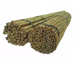 Bambukinės atramos augalams, 150 cm, 10 vnt.