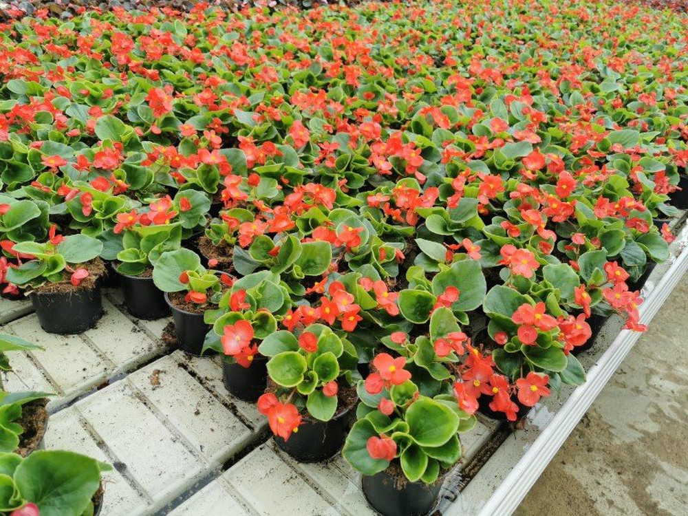 Neko　Begonia dinhdui Begonia dinhdui x nothobaramensis