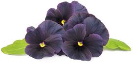 naslaite - Click & Grow Smart Garden refill Black pansy 3pcs - 1 nuotrauka