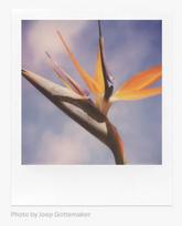 foto filmai - Polaroid Color SX-70 Film, 8 vnt. - 2 nuotrauka