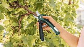 akumuliatorines zirkles bosch - Bosch EasyPrune - 3 nuotrauka
