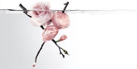 issey miyake l - Issey Miyake L´Eau D´Issey Rose & Rose 50ml EDP - 6 nuotrauka