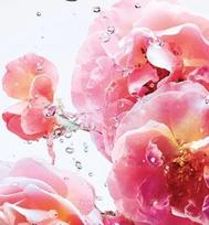 miss dior - Christian Dior Miss Dior Rose N'Roses 100ml EDT - 7 nuotrauka