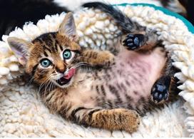 puzzle deliones 1000 - Trefl Puzzle Cheerful Kitten 1000pcs 10448 - 2 nuotrauka