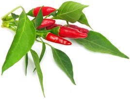 daigykla - Click & Grow Smart Home Piri Piri Chili Pepper Refill 3-Pack - 2 nuotrauka