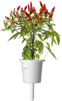 daigykla - Click & Grow Smart Home Piri Piri Chili Pepper Refill 3-Pack - 3 nuotrauka