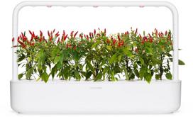 daigykla - Click & Grow Smart Home Piri Piri Chili Pepper Refill 3-Pack - 4 nuotrauka