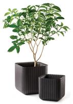 geliu vazonai - Keter Cube Planter L Brown - 2 nuotrauka