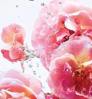 miss dior - Christian Dior Miss Dior Rose N'Roses 50ml EDT - 7 nuotrauka