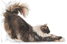 royal canin indoor - Royal Canin Indoor Long Hair 2 kg - 4 nuotrauka