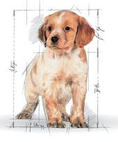 royal canin shn - Royal Canin Medium Junior 15 kg - 2 nuotrauka