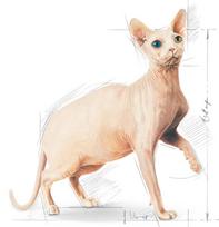 royal canin sphynx - Royal Canin Sphynx Adult 400 g - 2 nuotrauka