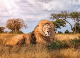 puzzle deliones 1000 - Trefl Puzzle Sleeping Lion 1000pcs 10447 - 2 nuotrauka