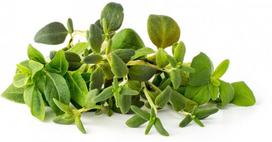 Click & Grow Smart Home Plant Pod Italian Mix 9pcs