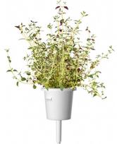 augalu daigyklos - Click & Grow Smart Home Plant Pod Italian Mix 9pcs - 3 nuotrauka