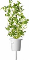 augalu daigyklos - Click & Grow Smart Home Plant Pod Italian Mix 9pcs - 4 nuotrauka