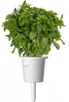 augalu daigyklos - Click & Grow Smart Home Plant Pod Italian Mix 9pcs - 5 nuotrauka